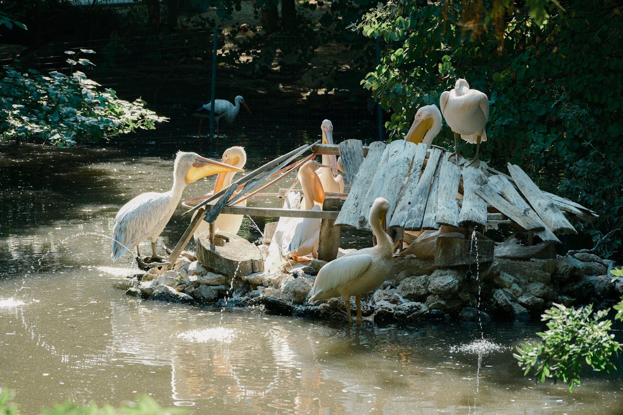 Group of white pelicans resting by a pond in a Bulgarian zoo, surrounded by greenery.