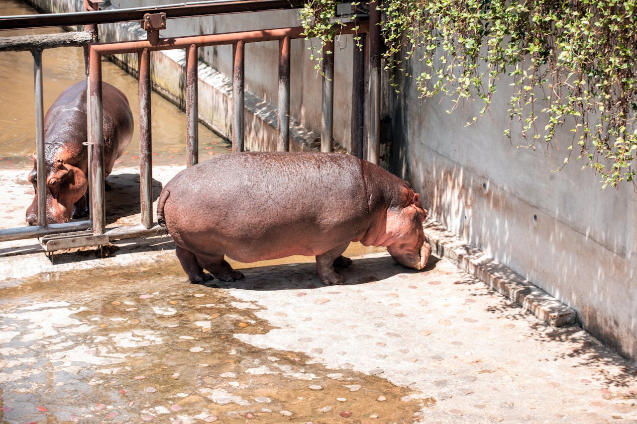 Two hippos in a sunny enclosure at Taipei Zoo, showcasing their natural habitat.