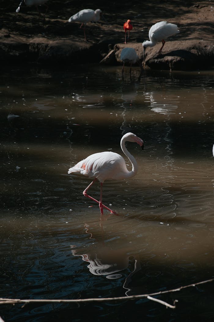 Pink flamingo gracefully wading in a serene pond in Hungary, capturing natures elegance.