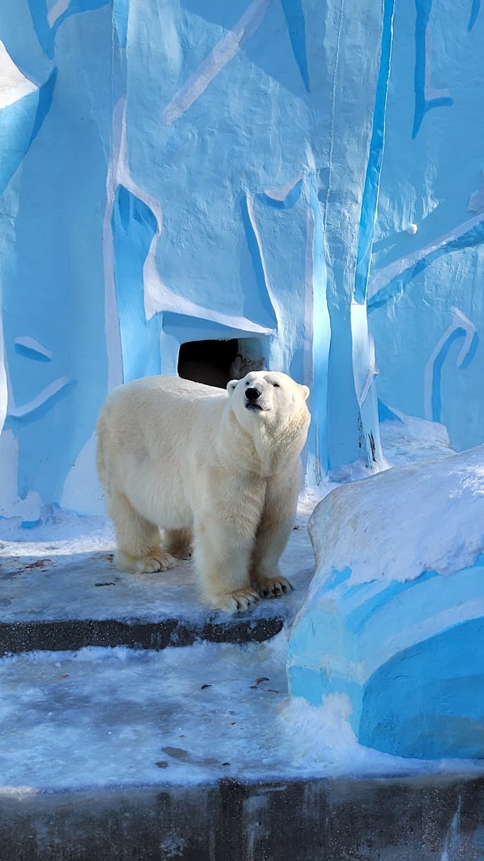 A polar bear standing in a snowy and icy zoo habitat.