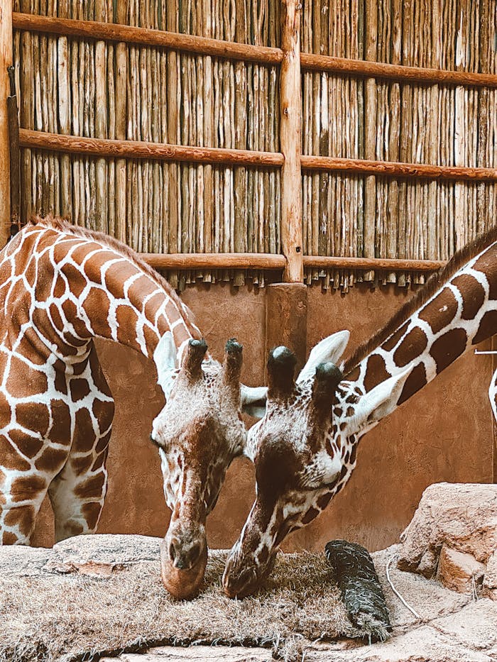 Two reticulated giraffes feeding at a Chicago zoo enclosure, showcasing their natural behavior.