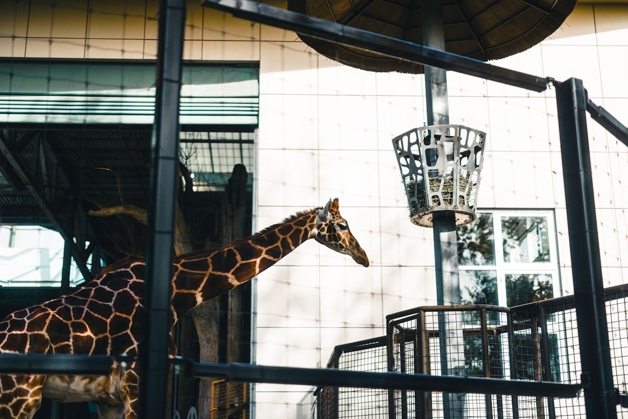 A giraffe stretches its neck to reach food at a feeding station in Calgary Zoo.