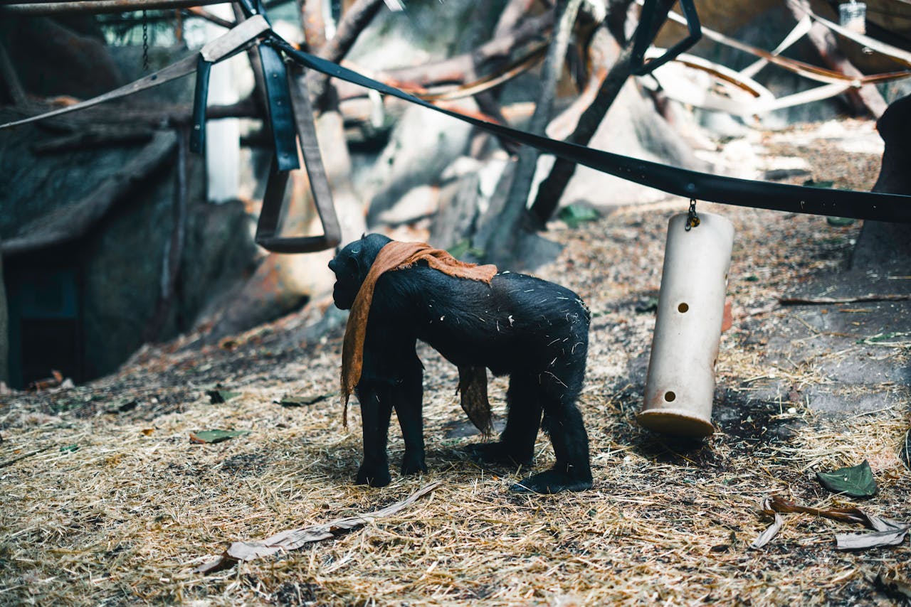 A young chimpanzee explores an outdoor zoo enclosure in Calgary.